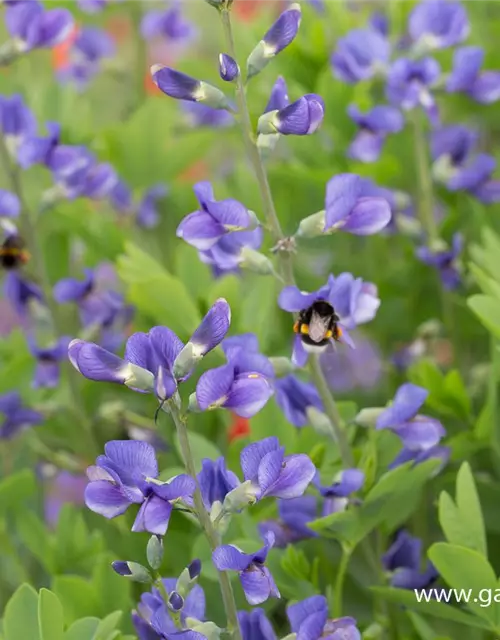 Baptisia australis