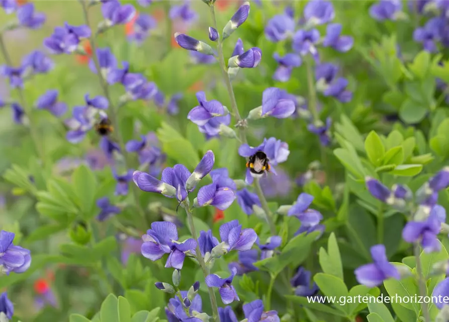 Baptisia australis