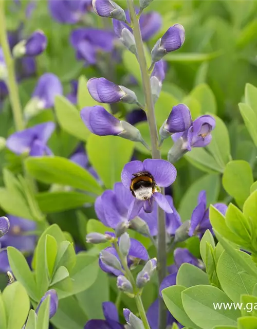 Baptisia australis