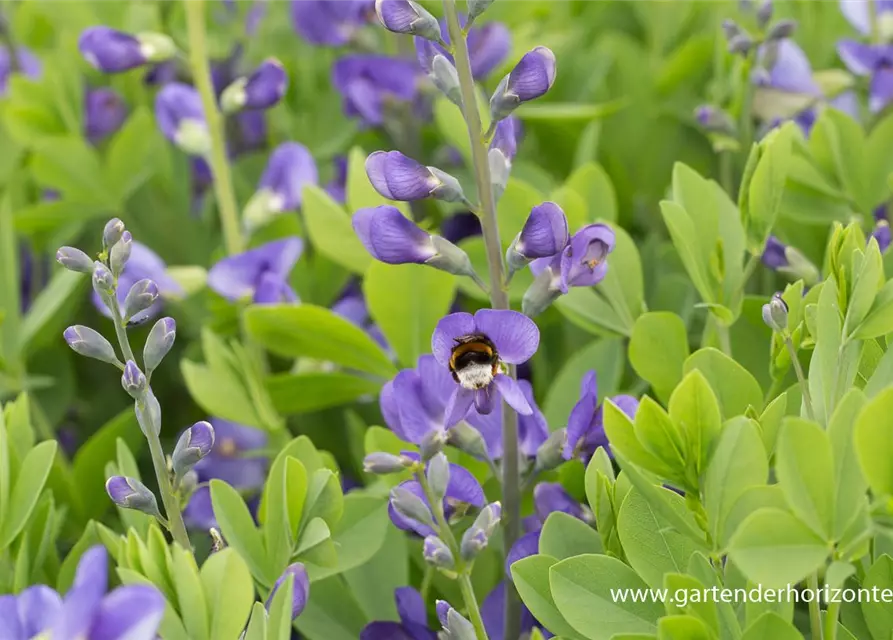 Baptisia australis