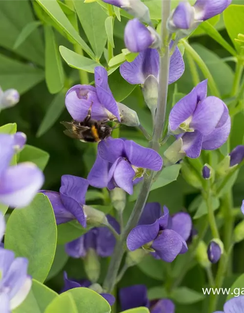 Baptisia australis