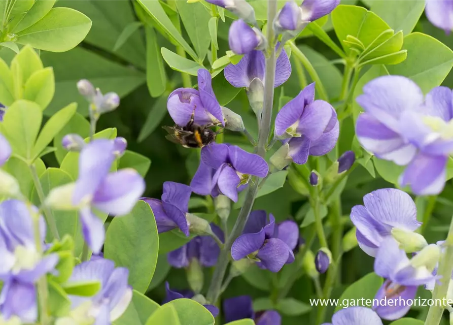 Baptisia australis