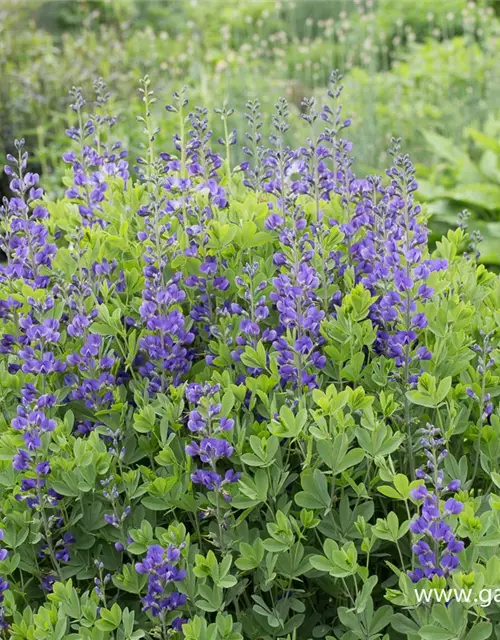 Baptisia australis