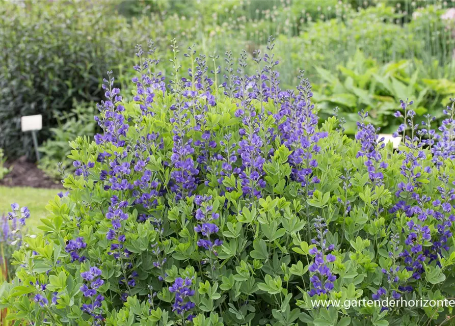 Baptisia australis