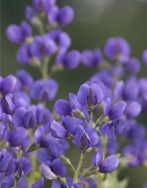 Baptisia australis