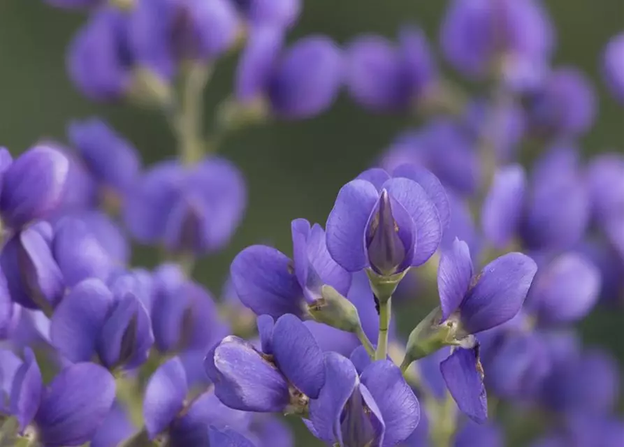 Baptisia australis