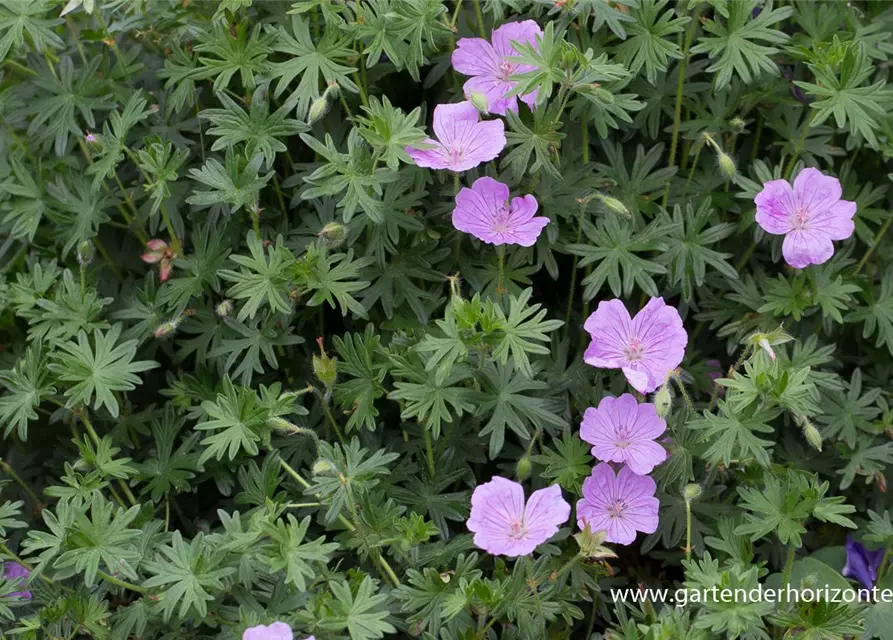 Blutroter Storchschnabel 'Glenluce'