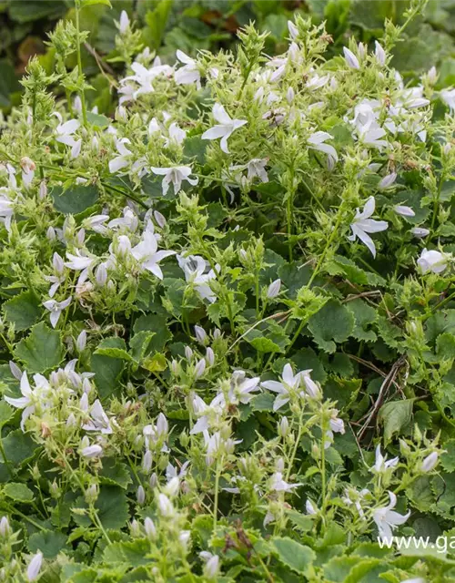 Campanula poscharskyana 'Schneeranke'