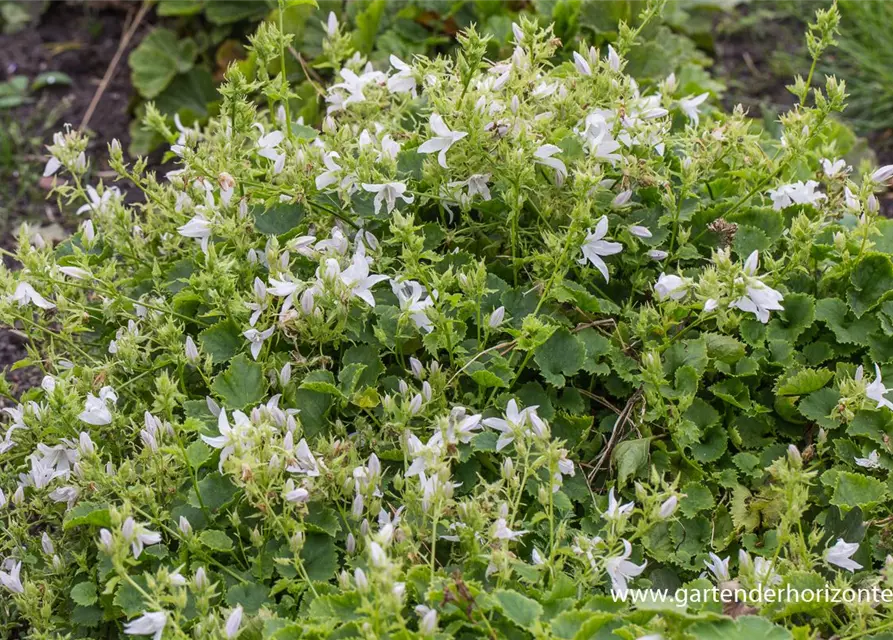 Campanula poscharskyana 'Schneeranke'