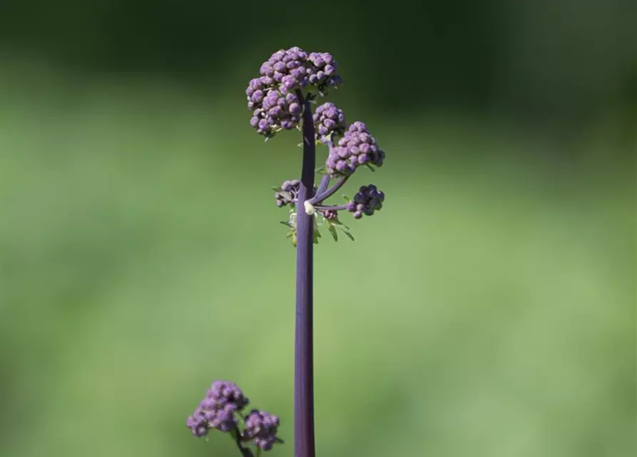 Akeleiblättrige Wiesenraute 'Black Stockings'