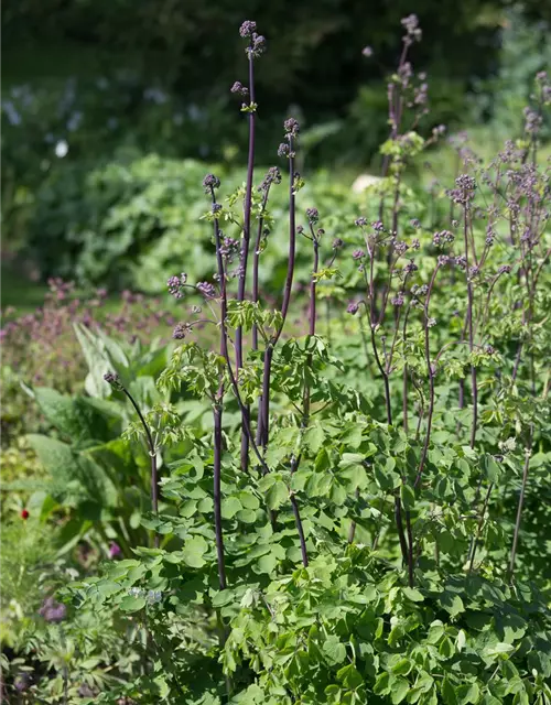 Akeleiblättrige Wiesenraute 'Black Stockings'