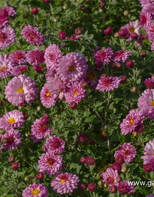 Chrysanthemum x hort.'Mei-kyo'