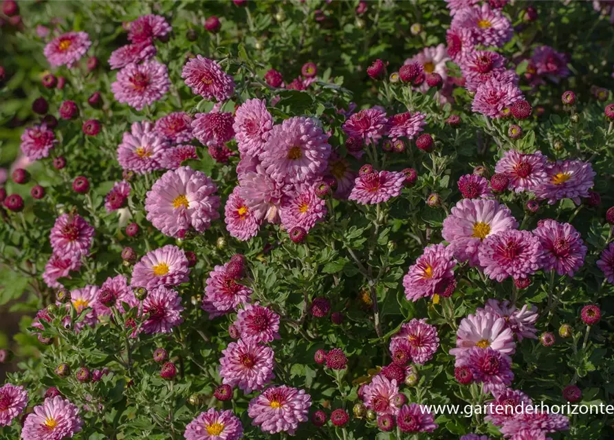 Chrysanthemum x hort.'Mei-kyo'