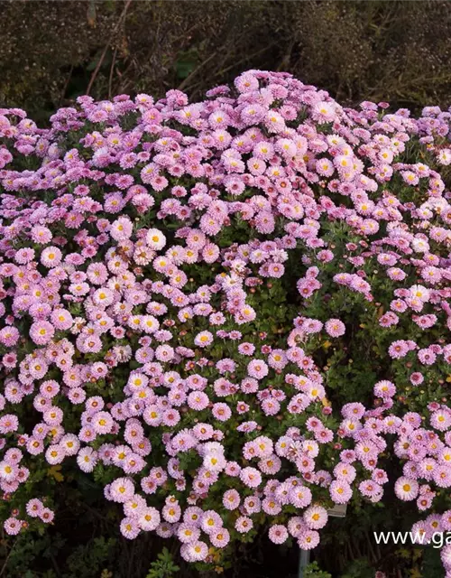 Chrysanthemum x hort.'Mei-kyo'