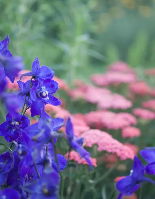 Delphinium x bellad.'Atlantis'