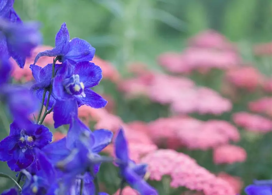 Delphinium x bellad.'Atlantis'