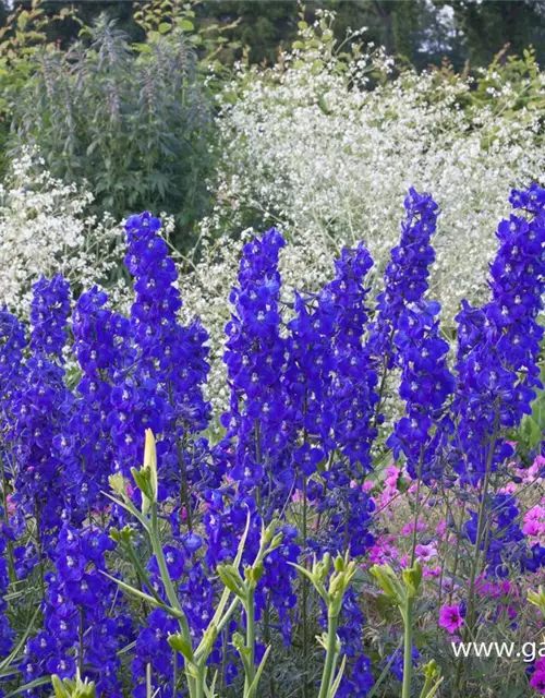 Delphinium x bellad.'Atlantis'