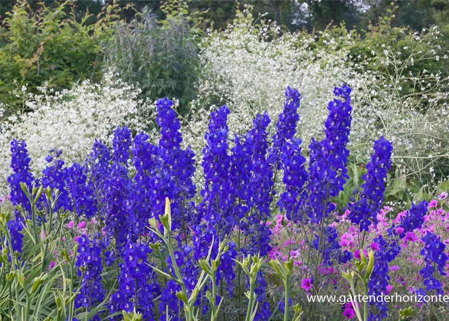 Delphinium x bellad.'Atlantis'