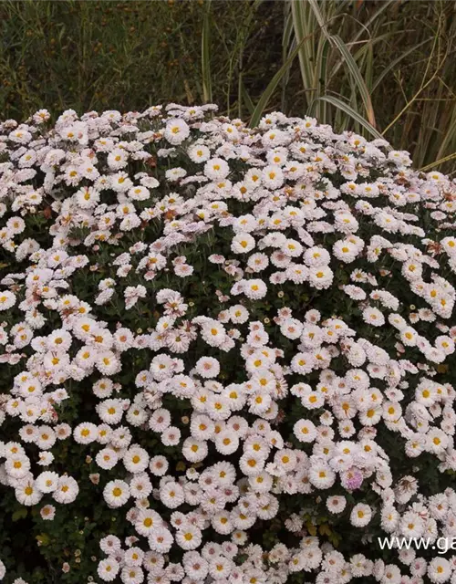 Chrysanthemum x hort.'Julia'