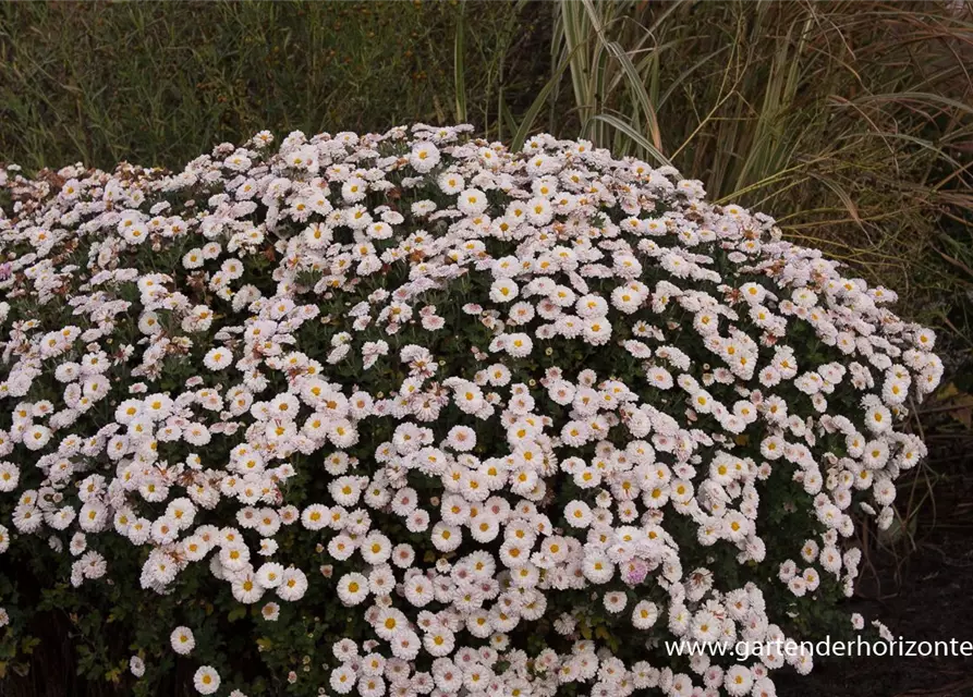 Chrysanthemum x hort.'Julia'