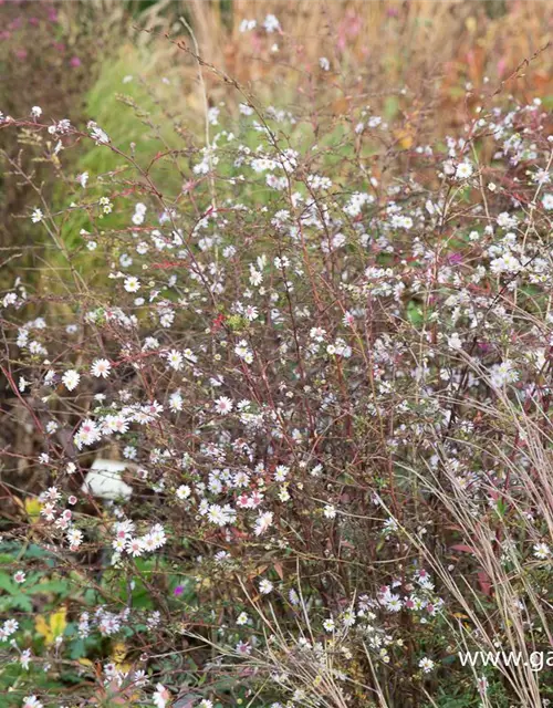 Aster 'Speyrer Herbstwoge'