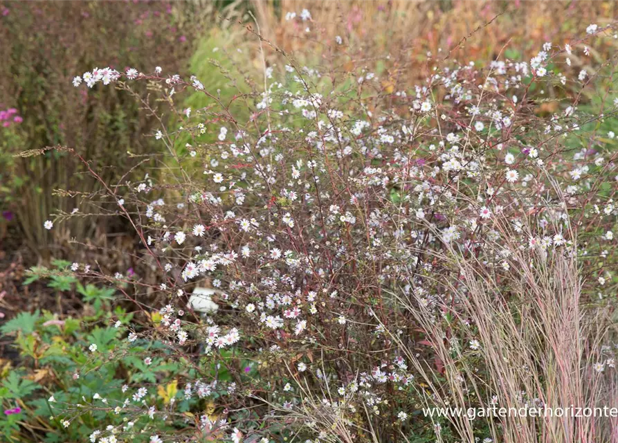 Aster 'Speyrer Herbstwoge'