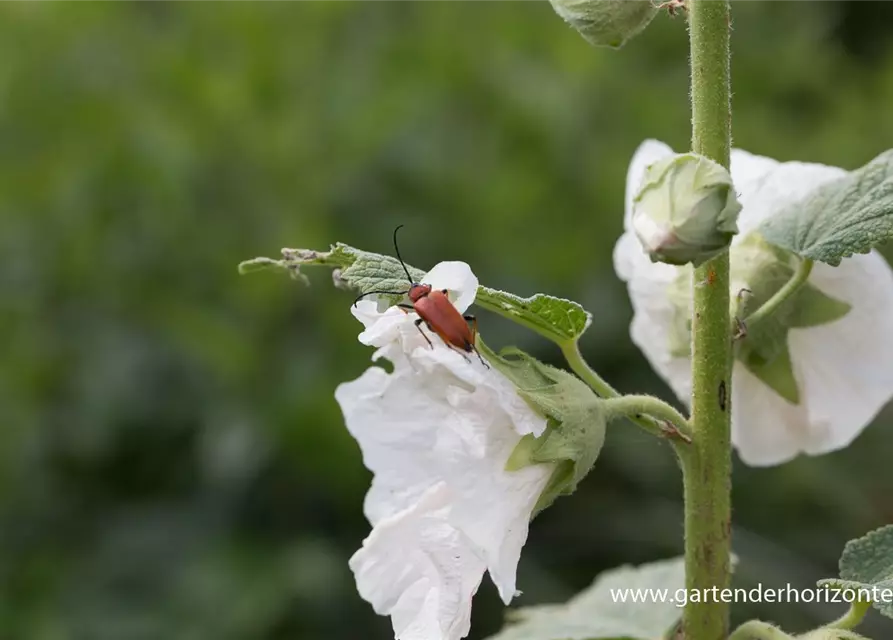 Feigenblättrige Stockrose