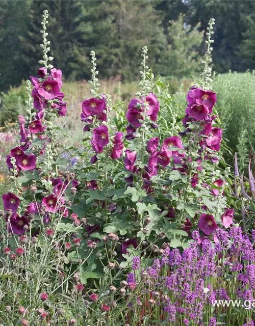 Feigenblättrige Stockrose