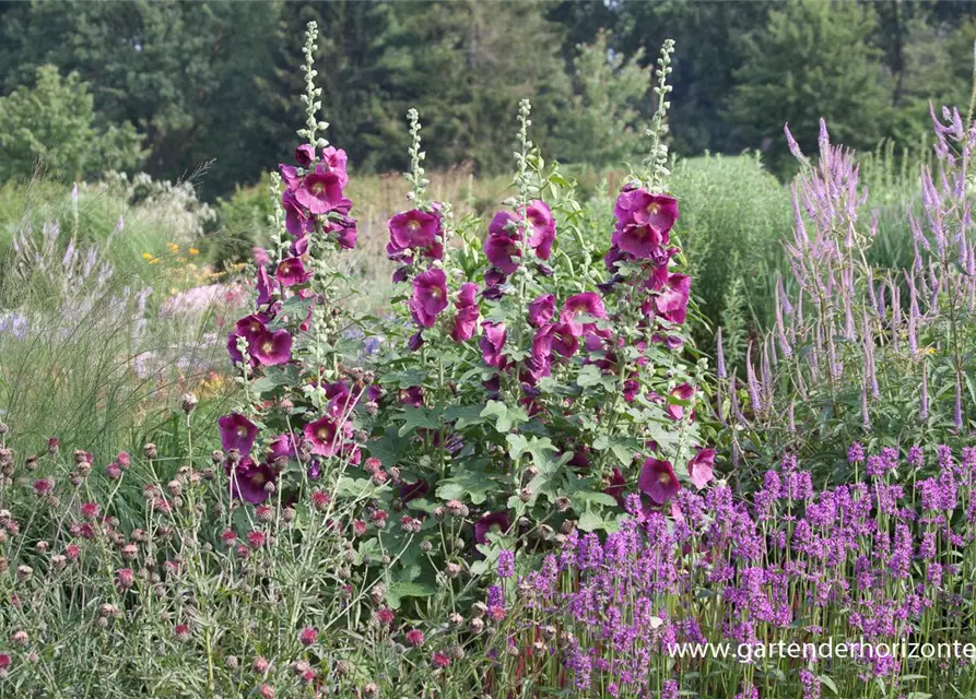 Feigenblättrige Stockrose