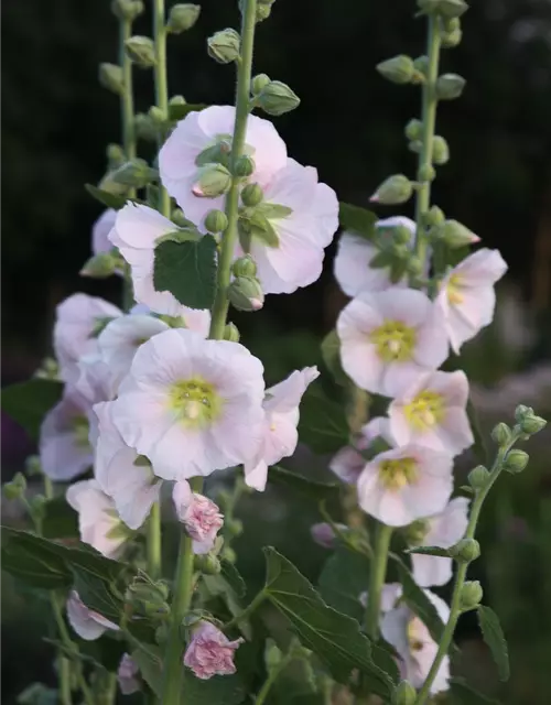 Feigenblättrige Stockrose