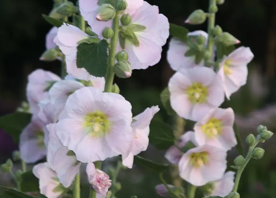 Feigenblättrige Stockrose