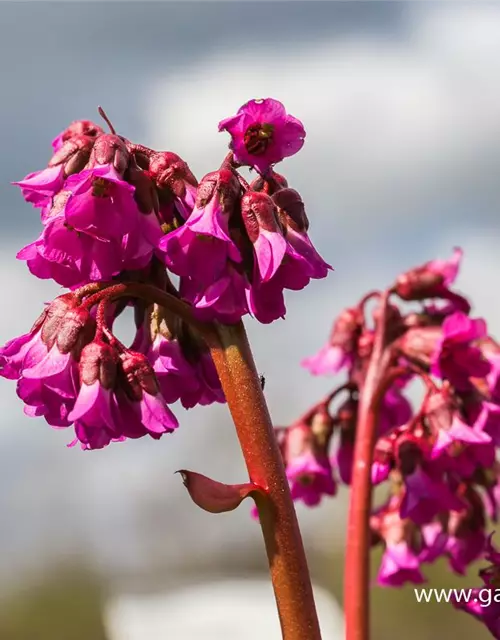 Bergenia cordifolia 'Pinneberg'