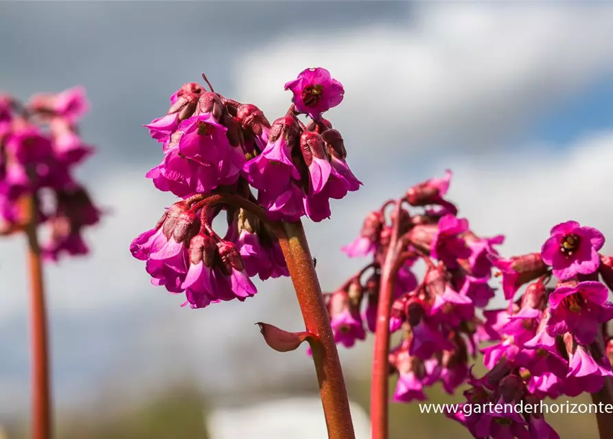 Bergenia cordifolia 'Pinneberg'