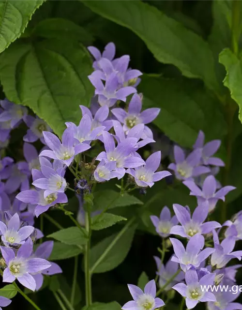 Campanula lactiflora 'Prichard's Variety'