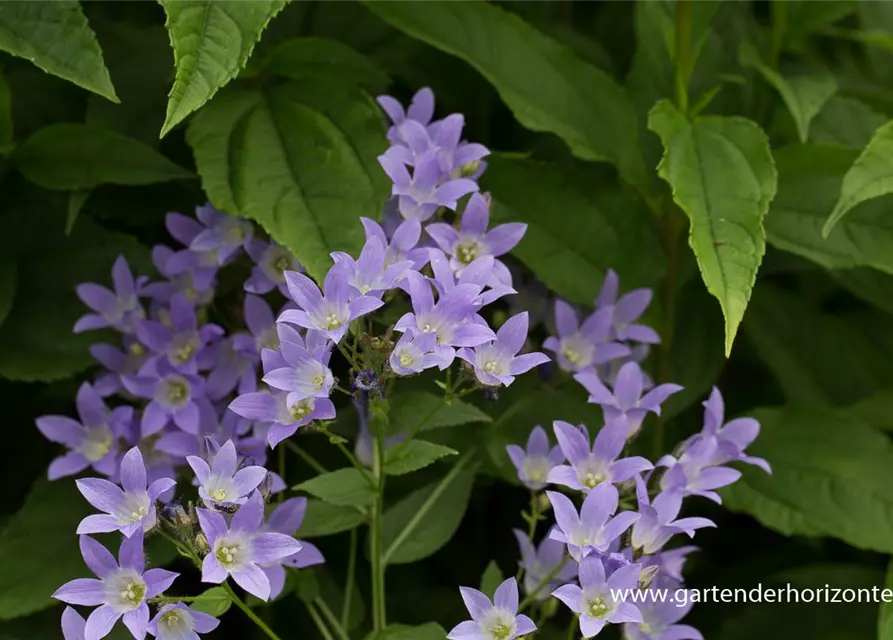 Campanula lactiflora 'Prichard's Variety'