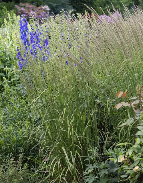 Calamagrostis x acutiflora 'Waldenbuch'