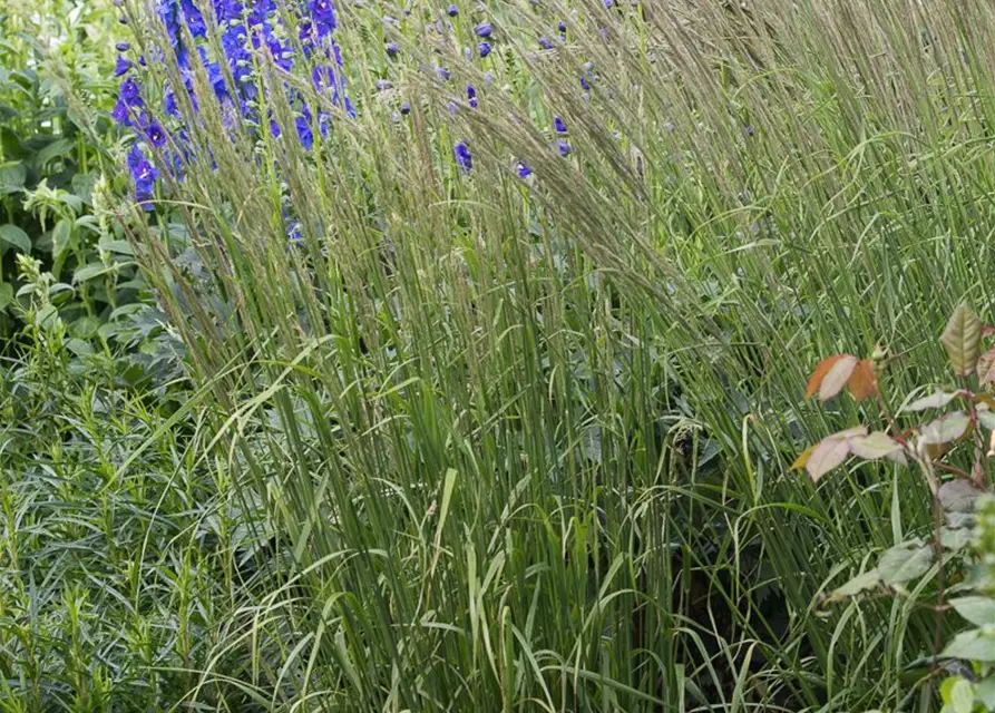 Calamagrostis x acutiflora 'Waldenbuch'