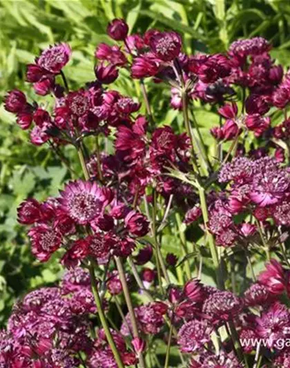 Astrantia major 'Star of Beauty' -R-