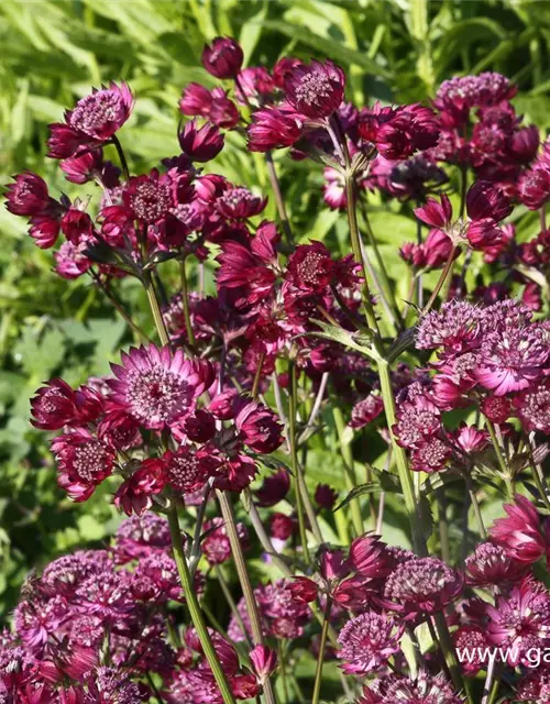 Astrantia major 'Star of Beauty' -R-