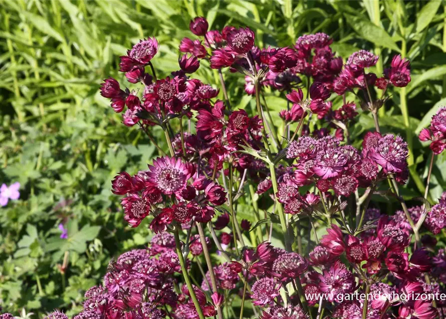 Astrantia major 'Star of Beauty' -R-