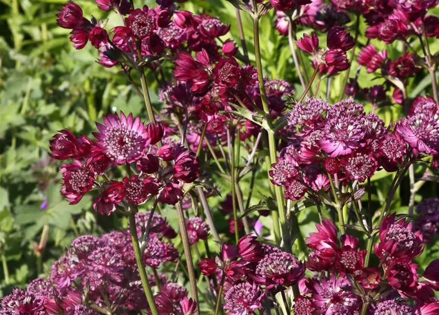 Astrantia major 'Star of Beauty' -R-