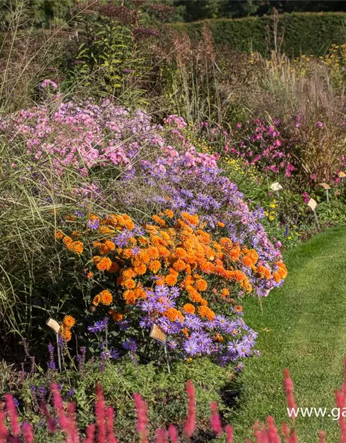 Chrysanthemum x hort.'Dixter Orange'