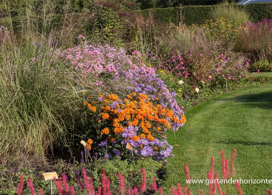 Chrysanthemum x hort.'Dixter Orange'