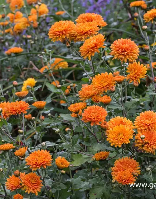 Chrysanthemum x hort.'Dixter Orange'