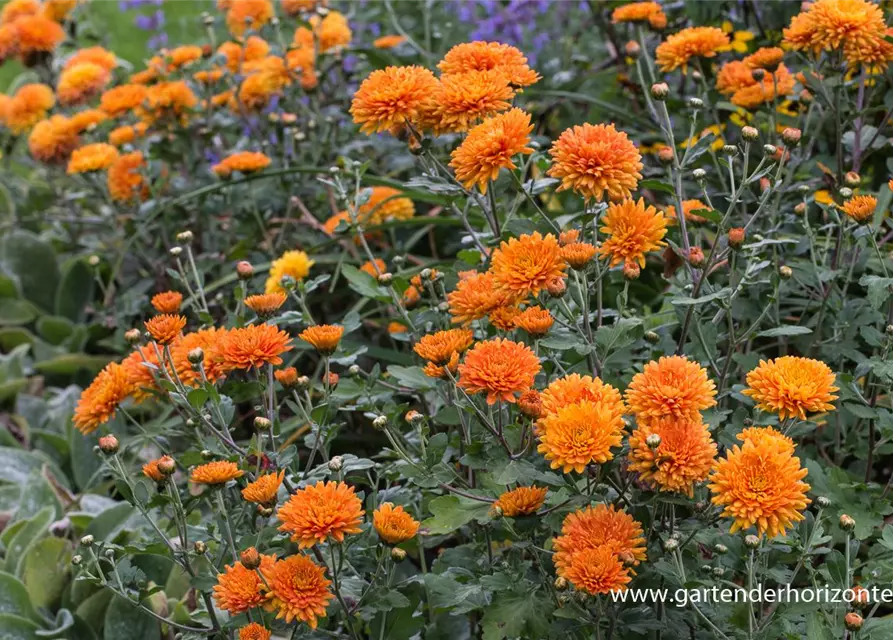 Chrysanthemum x hort.'Dixter Orange'