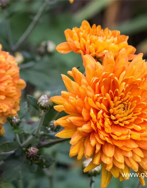 Chrysanthemum x hort.'Dixter Orange'