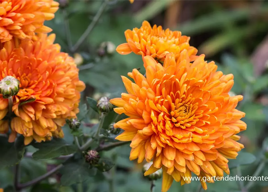 Chrysanthemum x hort.'Dixter Orange'