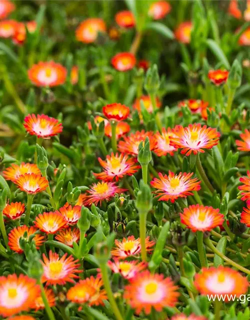 Delosperma cooperi 'JD Grenade' -R-