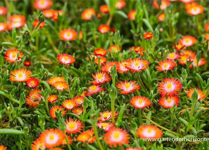 Delosperma cooperi 'JD Grenade' -R-