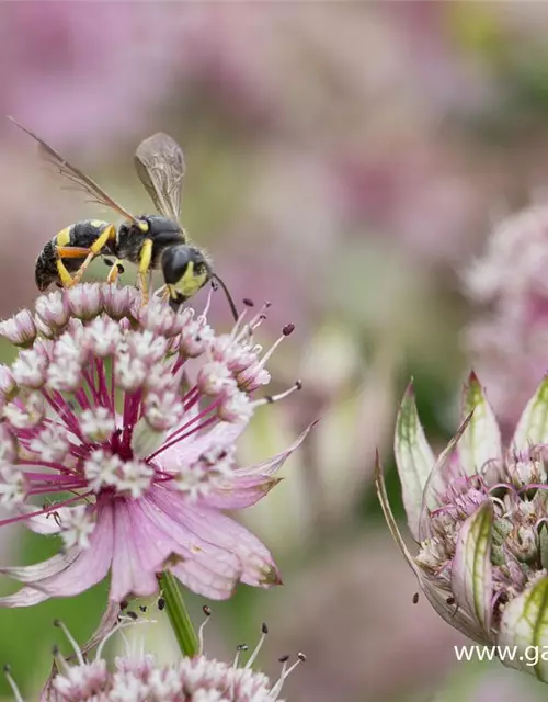 Astrantia major